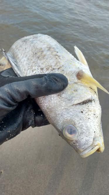 Peces muertos tras incendio/ Plumas Libres