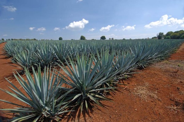 agave-azul_3229_r2