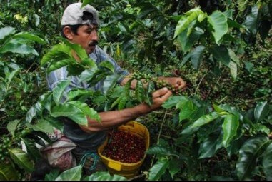Temen cafetaleros les expropien tierras con nuevas reformas