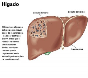 El hígado es el gran órgano del cuerpo, responsable del metabolismo y de otras 3 mil funciones que te dan vida y salud. No lo dañes con la rabia.