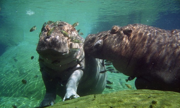 Zoológico de San Diego/Foto: wikimedia.org