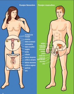 cuerpo femenino y masculino