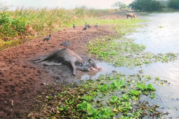 Las vacas mueren envenenadas por hidrocarburos ante la indiferencia de PROFEPA/ Foto Plumas Libres