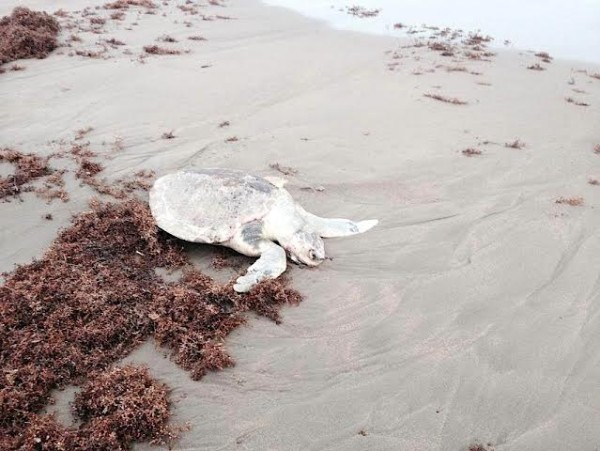 La mortandad de quelonios en playas de Coatzacoalcos continúa ante indiferencia de SEMARNAT