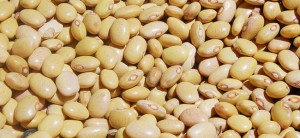 Comer frijol hervido es benéfico para la salud