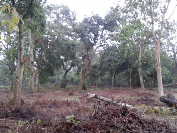 Los fraccionadores ya empezaron la tala y no disponen de estudios de impacto ambiental/ Foto F. de Luna
