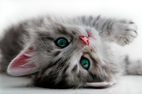 gatito