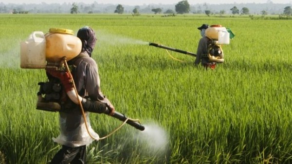 Foto: www.ecoosfera.com