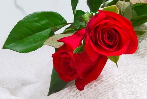 rosasrojasdeamor