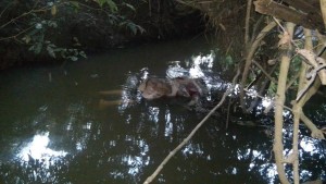 El secuestro y asesinatos de ganaderos en zona sur se ha incrementado/ Foto Plumas Libres