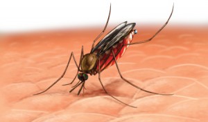 El mosquito anofeles hembra causante de la malaria o paludismo