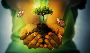 Plantemos un árbol para ayudar en reforestación
