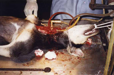 Hoy se celebra el día mundial del animal de laboratorio..¡No la matanza y sufrimiento !