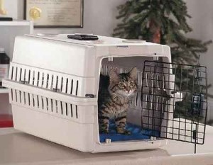 El-gato-en-una-jaula-de-transporte