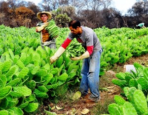 Además de ayudar a la digestión, el nopal bajo el nivel de azúcar en sangre
