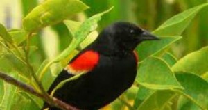 La Peninsula de Yucatán en México alberga al 50% de las aves del país