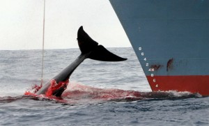 ballenas