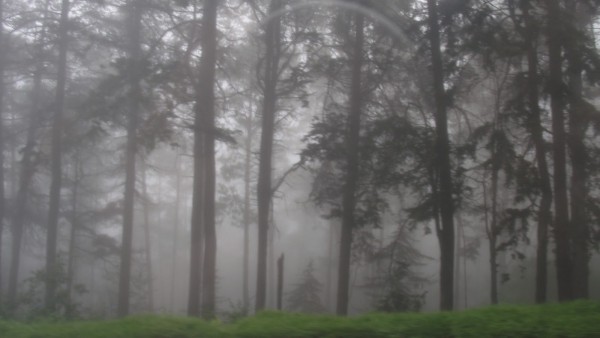 La próxima destrucción de bosque de niebla en Xalapa, afectará abastecimiento de agua en la región