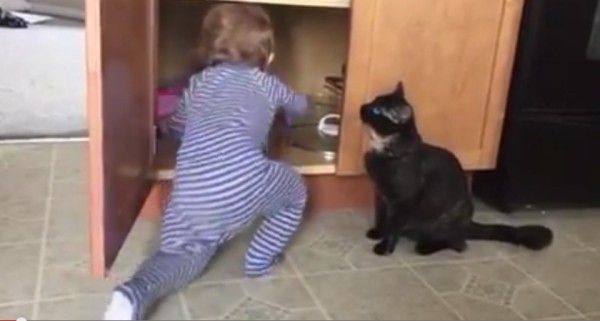 gato a bebe