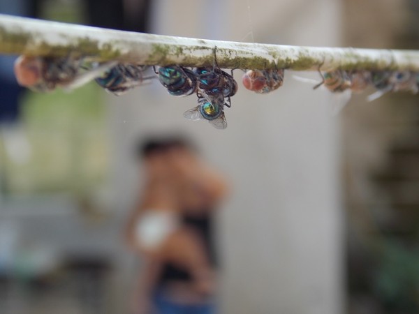 Los vecinos de Costa Rica tienen que soportar enjanbres de moscas verdes y enfermedades de la pie/Foto: Francisco de Luna
