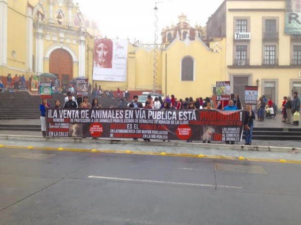 Pese a que existe ley que lo prohibe, autoridades de los 3 niveles de gobierno en Veracruz permiten venta de animales en las calles y mercados denuncia Codeba/ Francisco de Luna