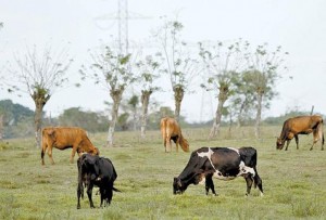 Antes que pudiera llegar a su rancho, se llevaron al ganadero