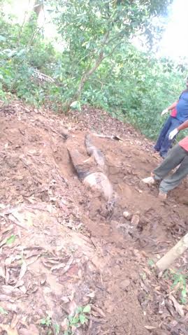 Continúan apareciendo cuerpos de ejecutados en fosas clandestinas de Jaltipan/ Foto Plumas Libres