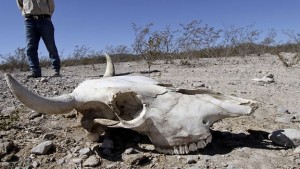 La tala de bosques y selvas en México ha aumentado los problemas de sequía