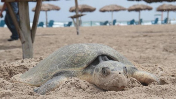 Tortuga Lora llega a playas de Boca del Río para depositar sus huevos