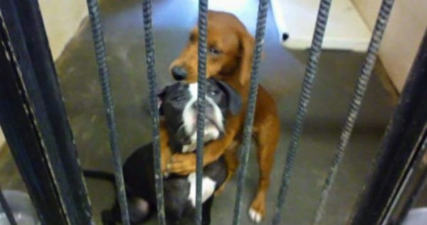 CACHORROS
