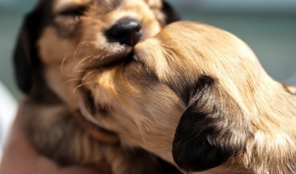 Ama y protege a tu perro y a todos los que puedas, el universo te regresará todo lo bueno que tu les des