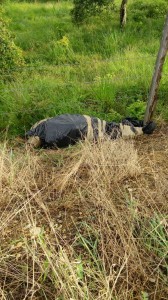 Família reclama los cuerpos para darles cristiana sepultura/Plumas Libres