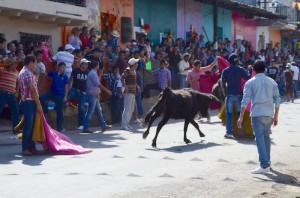Buscarán otra vez, hacer ley que prohiba a municipios y ciudadanos organizar vaquilladas por maltrato a toros