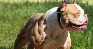 pitbull-perro-2