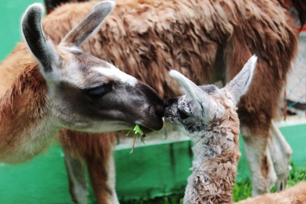 19AGO15-NACE-LLAMA-TH-6