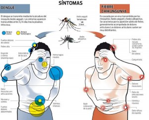 El dengue y la chikungunya presentan síntomas muy parecidos pero la segunda puede ser mortal