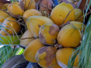 Diabéticos pueden comer coco y tomar su agua para mantener el azúcar en sangre bajo