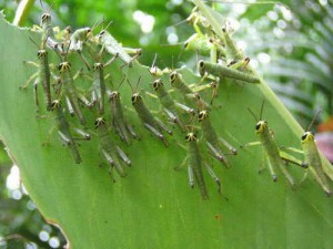 invasion-langostas-03