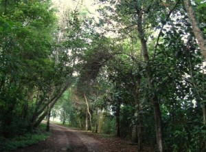 Camino al cerro de la Culebra en Coatepec
