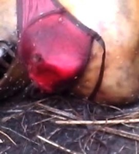 La violencia contra la mujer no cesa en Veracruz