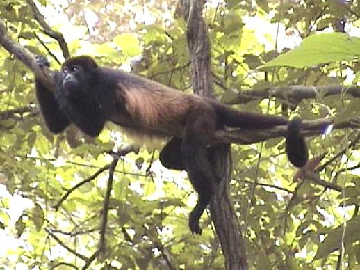 Los monos en la selva de los Tuxtla, región centro de Veracruz, están casi desaparecidos por cacería ilegal