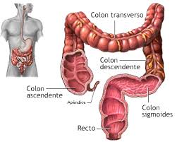 En la medicina tradicional china el colon es un órgano que trabaja acoplado con el pulmón, le afecta el exceso de ira y tristeza