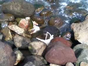 Usan animales para rituales de brujería y tiran cadáveres en playas