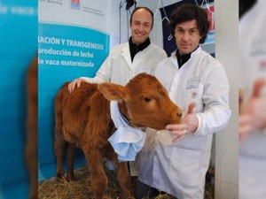 vacas clonadas con genes humanos