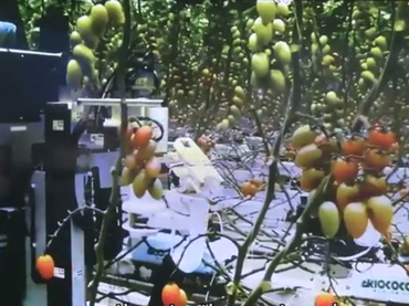El Robot sabe sembrar y cosechar justo cuando el tomate está en su punto/ Foto Panasonic