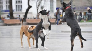 Córdoba tendrá un espacio para albergar y alimentar a perros de la calle y otros animales