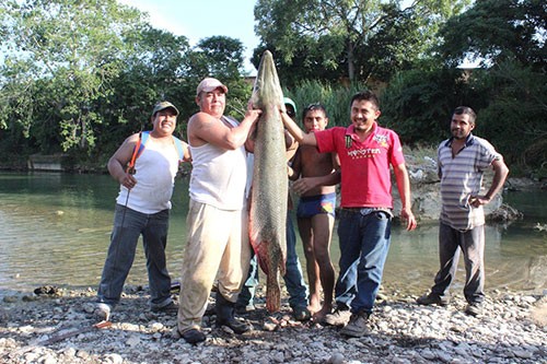 En noviembre del 2012 pescadores por diversión capturaron un Catán en el río Tancochín en Nogales, donde hace una semana dispararon y mataron a un ciérvo/Foto: Diario de Tuxpan.