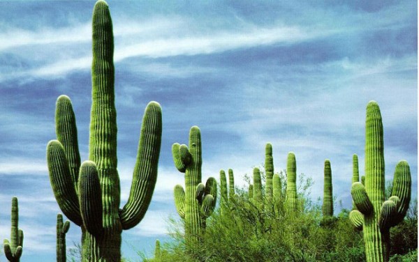 cactus-extincion