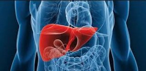El hígado es el órgano mas grande del cuerpo y realiza más de 2 mil funciones para el mismo