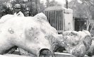 Sismo de 1957 provoca caída del Ángel de la Independencia